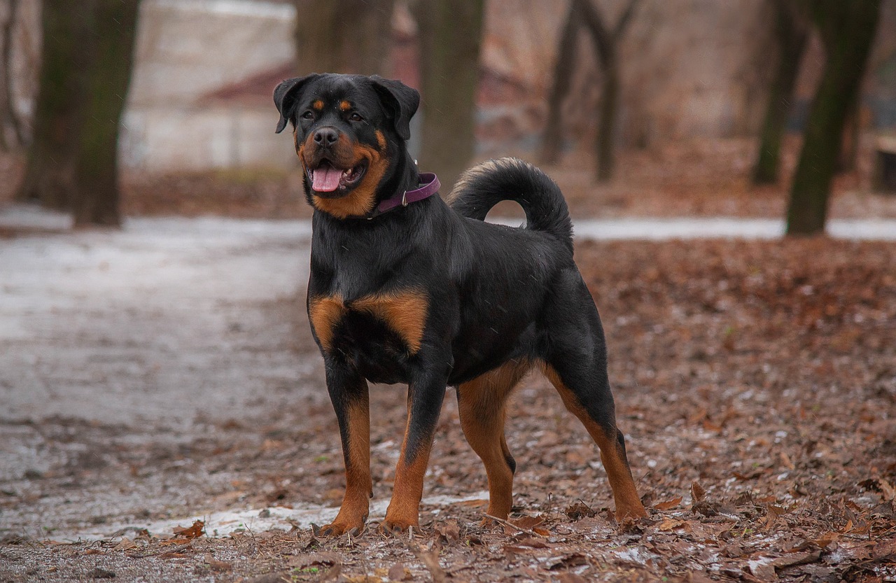Rottweiler-Dog