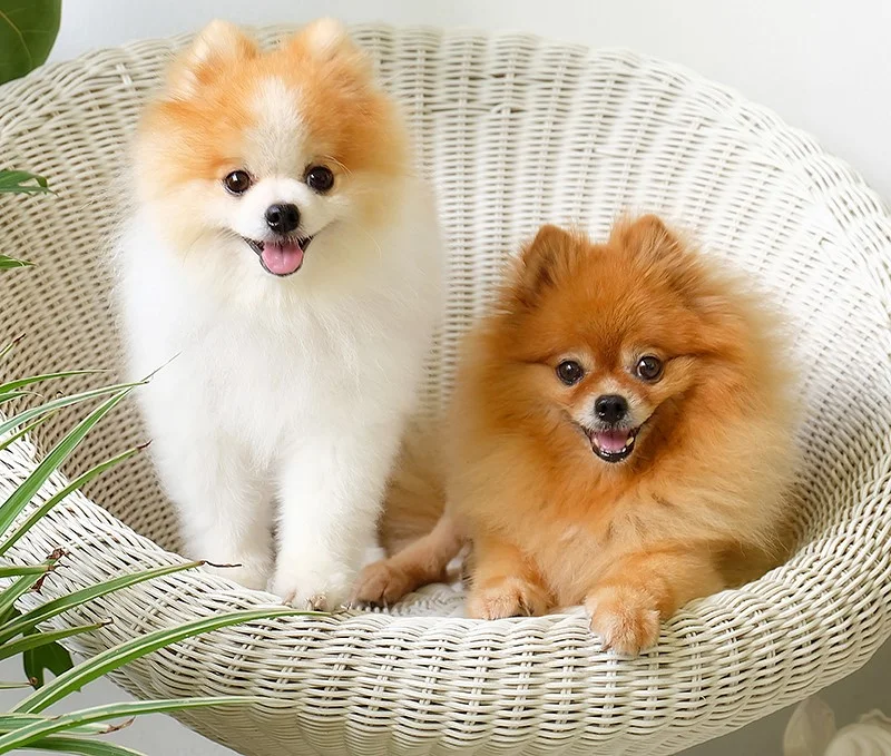 pomeranian-dog